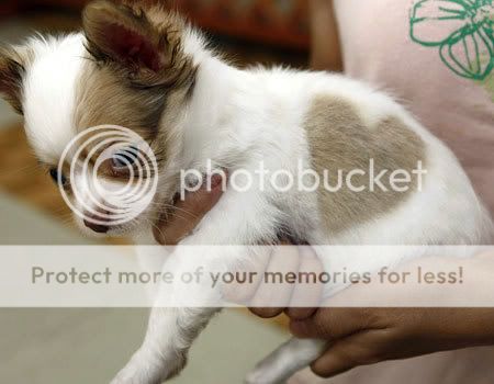 cute chihuahua puppies pictures. theyfeb Cute+chihuahua+puppy+