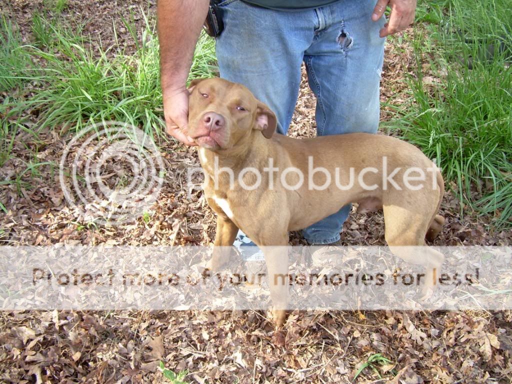 1 Catch Dog For Sale Serious Inquires Only GON Forum