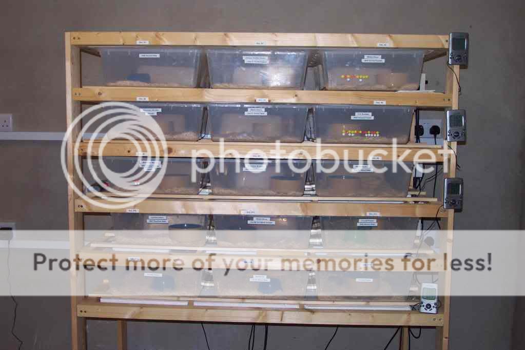 Ball Python Rack Photo by tonymul Photobucket