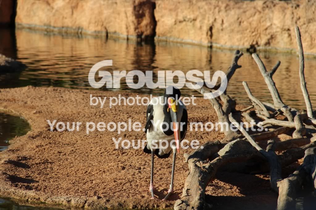 [TodoMarino.com] Mi nueva Canon EOS600D+ Fotos Biopark(vlc)