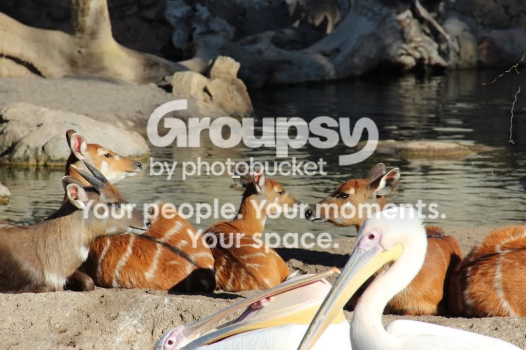 [TodoMarino.com] Mi nueva Canon EOS600D+ Fotos Biopark(vlc)