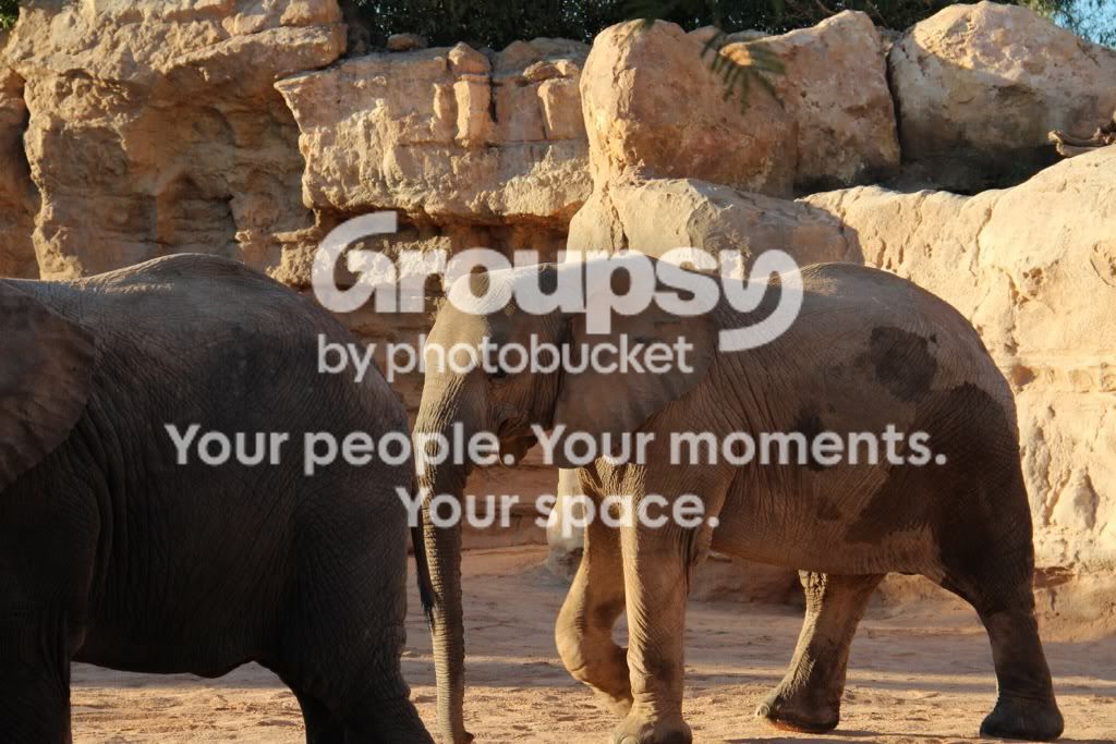 [TodoMarino.com] Mi nueva Canon EOS600D+ Fotos Biopark(vlc)