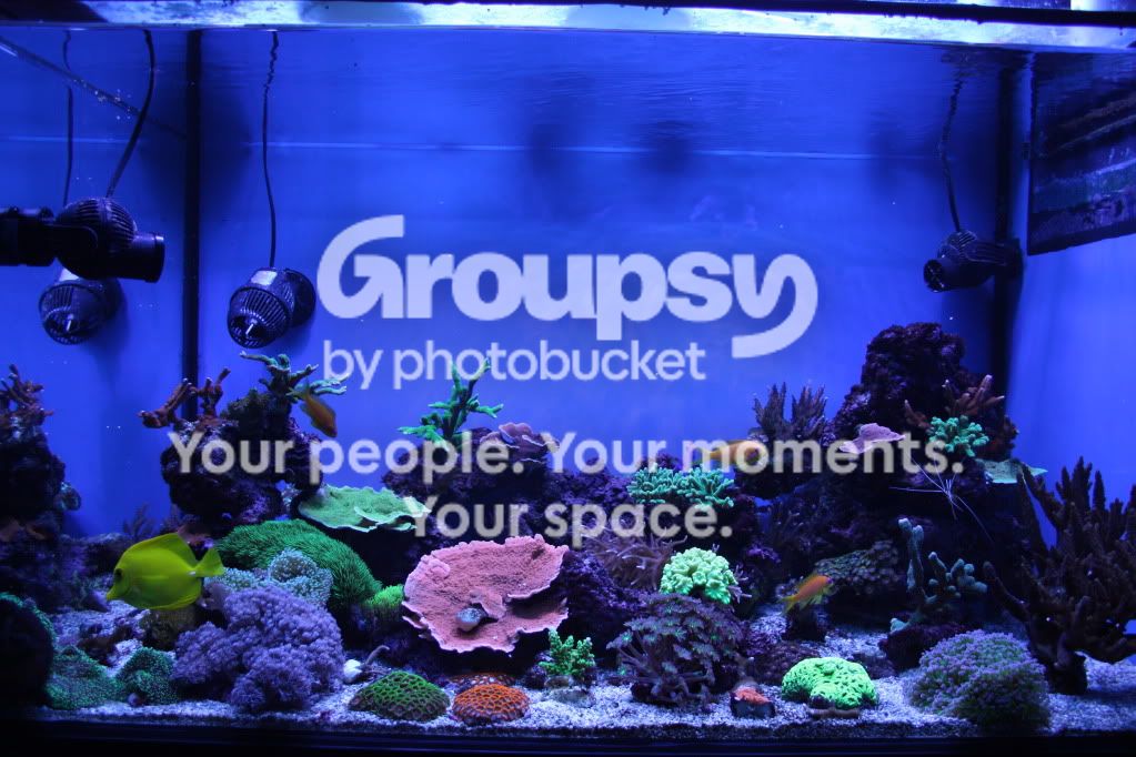 [TodoMarino.com] Poner aquí la foto de vuestro acuario...
